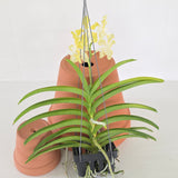 Vanda tessellata ‘semi’ x ‘alba’