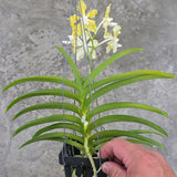 Vanda tessellata ‘semi’ x ‘alba’