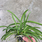 Rhynchostylis coelestis 'Alba'