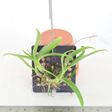 Dendrobium peguanum