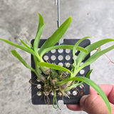 Dendrobium peguanum