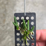 Dendrobium lichenastrum