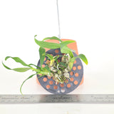 Dendrobium lamyaiae