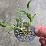 Dendrobium lamyaiae