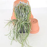 Chiloschista viridiflava ‘Matha Lampang’