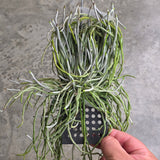 Chiloschista viridiflava ‘Matha Lampang’