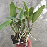 Cattleya nobilior
