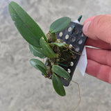 Bulbophyllum frostii