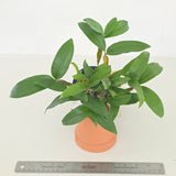 Dendrobium farmeri 'Pink'