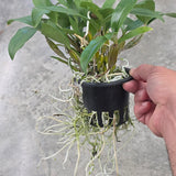 Dendrobium farmeri 'Pink'