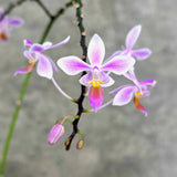 Phalaenopsis equestris