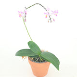 Phalaenopsis equestris