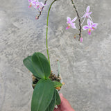 Phalaenopsis equestris