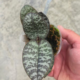 Phal schilleriana x sib.