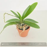 Phal. Tzu Chiang Sapphire 紫式部
