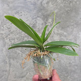 Phal. Tzu Chiang Sapphire 紫式部