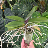 Phal. Chia-Shing Hot Kiss ‘256’