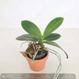Phal. Mainshow Impression