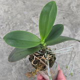 Phal. Mainshow Impression