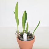 Bulbophyllum blumei