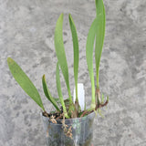 Bulbophyllum blumei