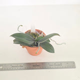 Phal. Mini Mark