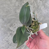 Phal. Mini Mark