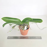 Phal lueddemanniana
