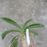 Phal lueddemanniana