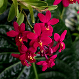 Epidendrum Ballerina 'Fireball"