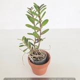 Epidendrum Ballerina 'Fireball"