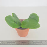 Phal. Yaphon Pool x CX Violet