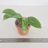 Phal. Lioulin Blue Bee x Lioulin Blue Pheasant