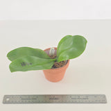 Phal. LL Blue Jenny x Yaphon Blue Jewel