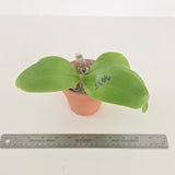 Phal. violacea x LL Blue In Green