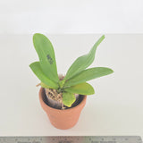 Phal. Lioulin Blue Parrot x Lioulin Blue Peacock