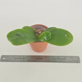 Phal. Lioulin Blue Peacock x Lioulin Blue Parrot