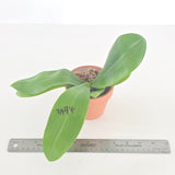 Phal. Equalacea x Lioulin Blue Parrot