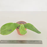 Phal. Lioulin Blue Peacock x Lioulin blue pheasant