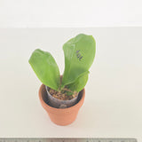 Phal. Lioulin Blue Peacock x LL Blue Leopard (3514)