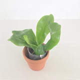 Phal. Lioulin Blue Peacock x LL Blue Leopard (3515)