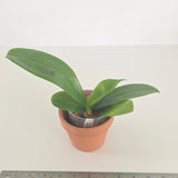 Phal. Yaphon Golden Leopard x Yaphon Yellow Bomb