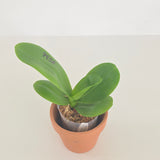 Phal. Lioulin Blue Parrot x LL Violet Line