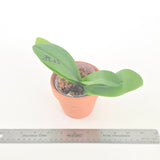 Phal. Lioulin G Lip x Lioulin Blue Parrot