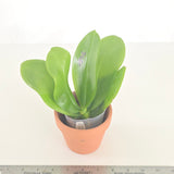 Phal. Lioulin Blue Peacock x LL Blue Leopard (3576)