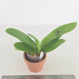 Phal. CX Violetl x Norman's Blue Jennifer