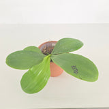 Phal. Lioulin Blue Peacock x KS Blue Ludde