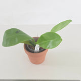 Phal. Lioulin Blue Peacock x LL Blue Leopard (3580)