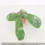 Phal. Lioulin Blue Peacock x Jamie's Blue Dragonfly