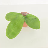 Phal. LL Blue Leopard x Lioulin Blue Peacock (3583)